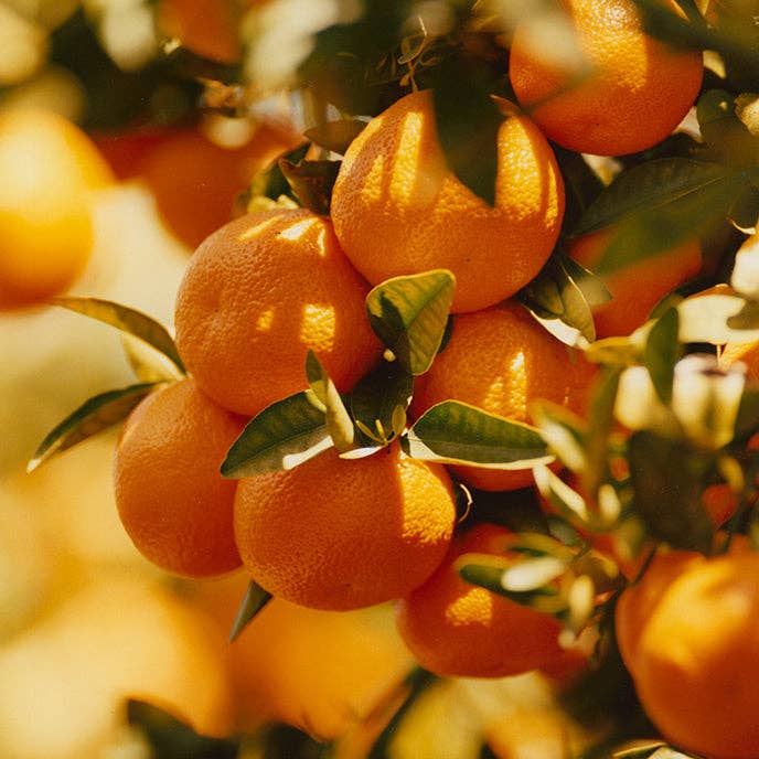 "Sunrise" Pixie Tangerine Marmalade - 8oz: 8oz Jar