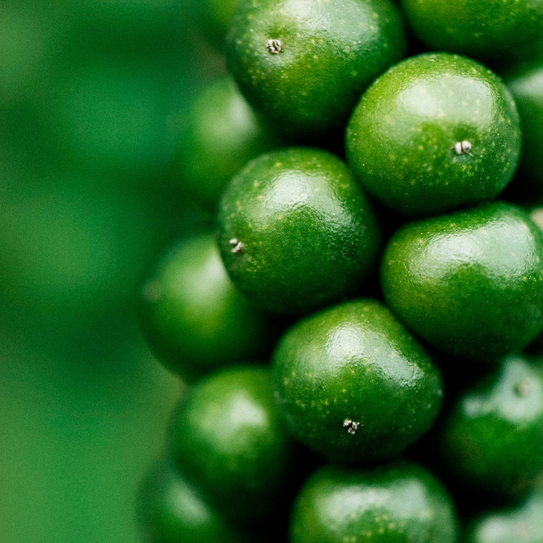 Fresh Black Pepper