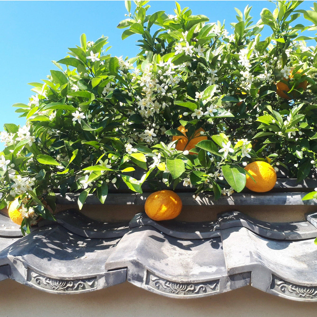 Yuzu Pepper Paste (Yuzu Kosho), 1.76 oz